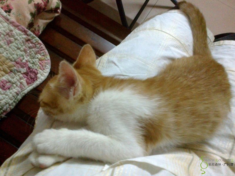 黄白小男猫小机灵求家