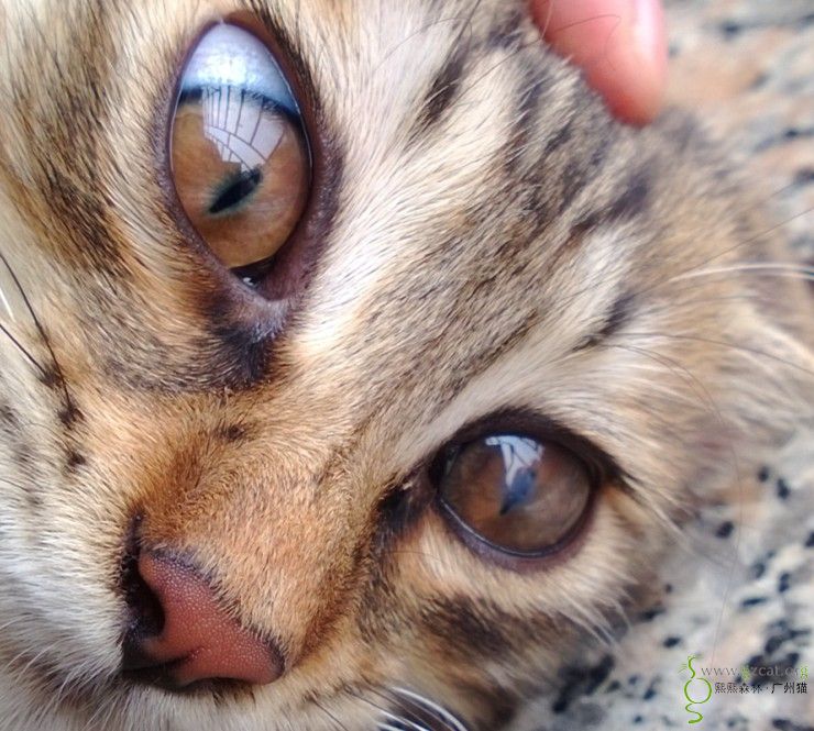 猫眼睛上有一小块白色的膜一样的东西.怎么办?