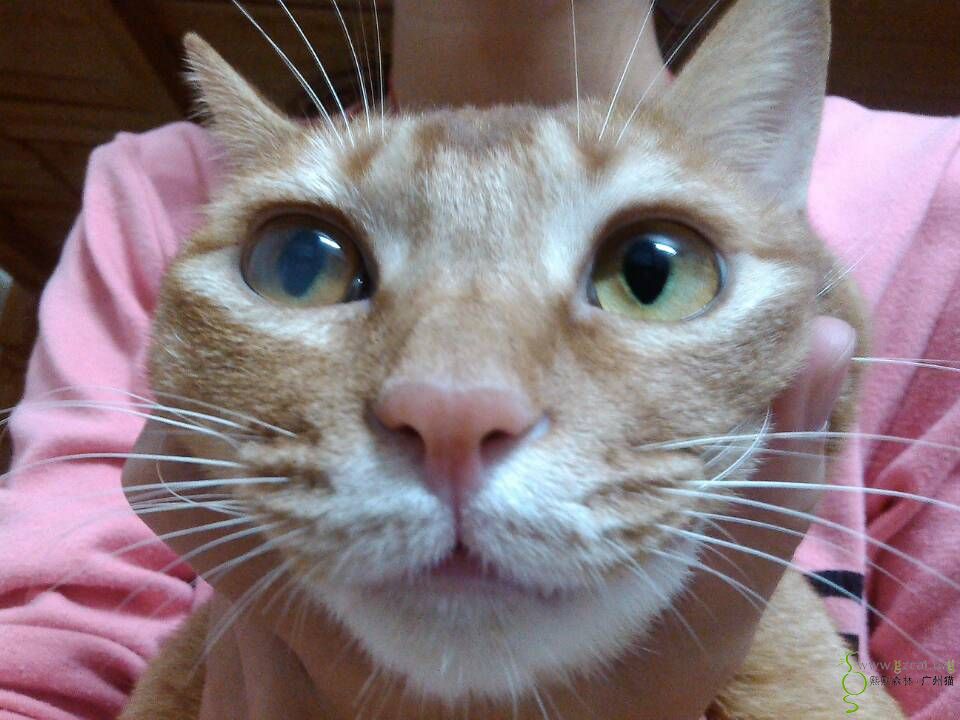 猫咪一只眼睛灰暗是怎么回事?