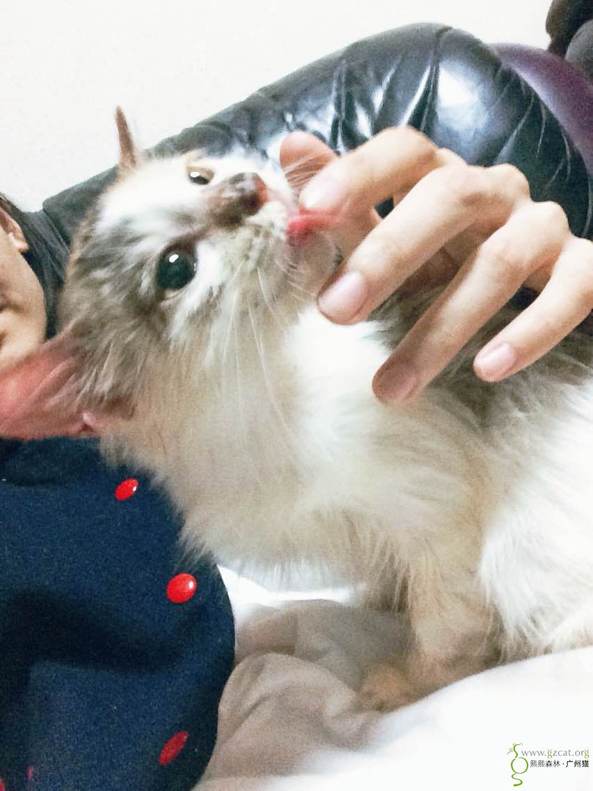 被抚摸地舒服了会反过来舔人的手指