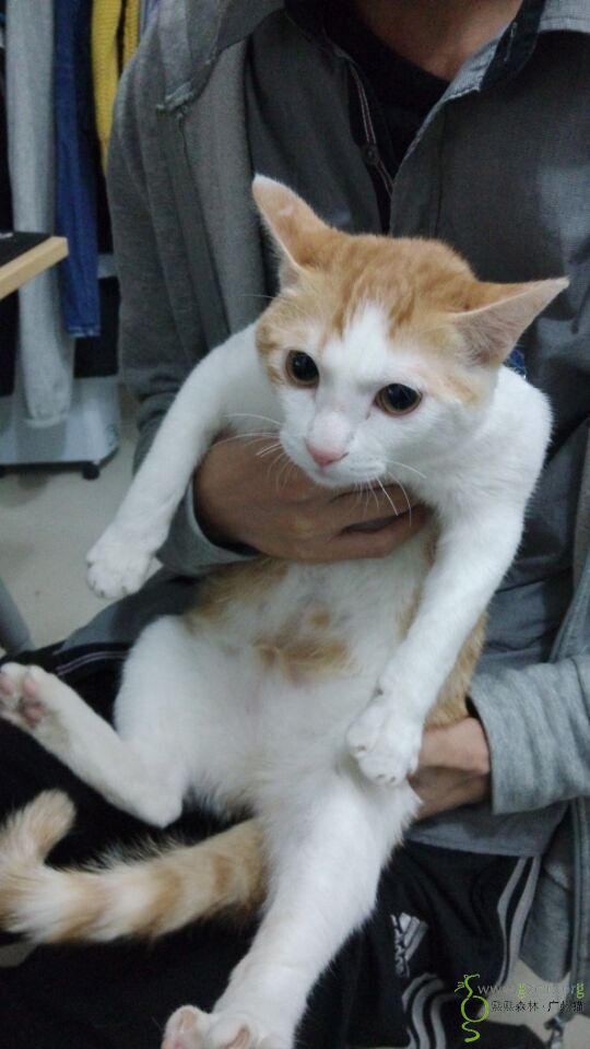 黄白猫待养