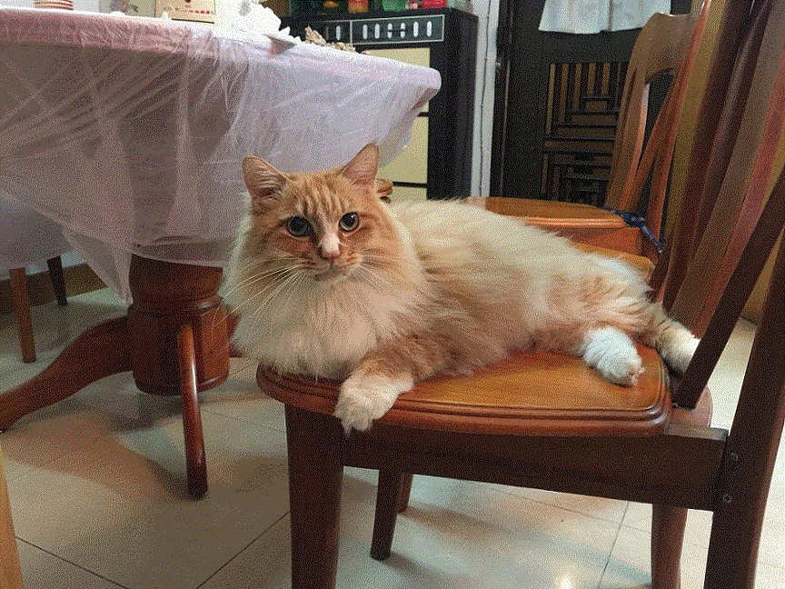 6岁老黄白猫诚意收小弟,2-4个月龄短毛猫(除黄白之外的~~)