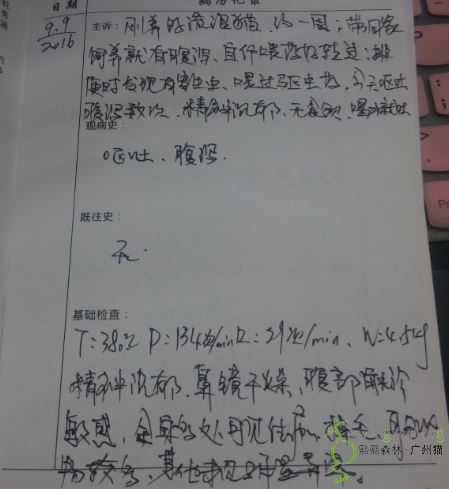 为2岁猫猫急性肠胃炎胰腺炎球虫感染治疗申请报销
