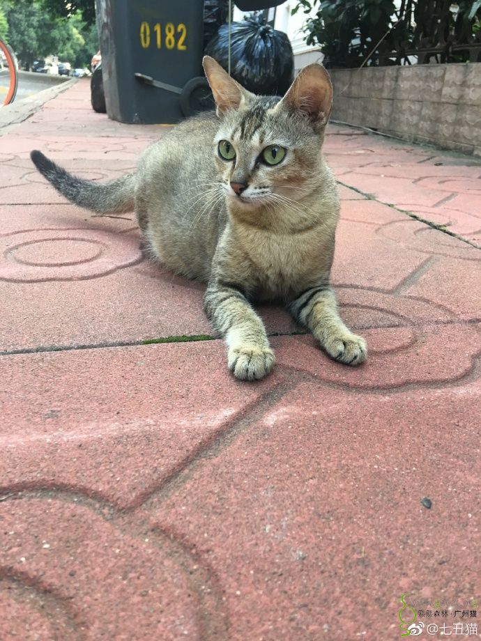 坐标广州~粘人讨喜姐妹花麻猫找长期饭票