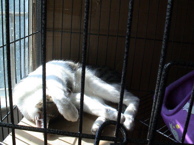 69 『我家有猫咪』 69 胖子和丁丁给大家献媚了    胖胖最喜欢