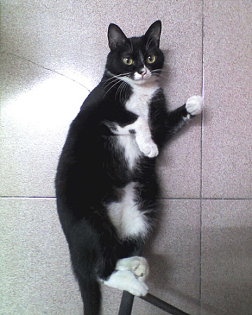 粉红鼻子的黑猫女警长madam黑粉墨登场!(已领养)