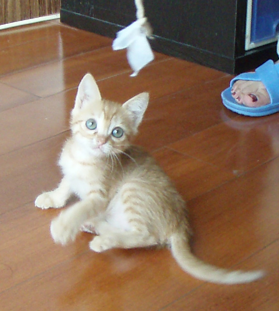 找新家咯,一对精灵可爱的金色小猫猫(身体健康流浪小猫.