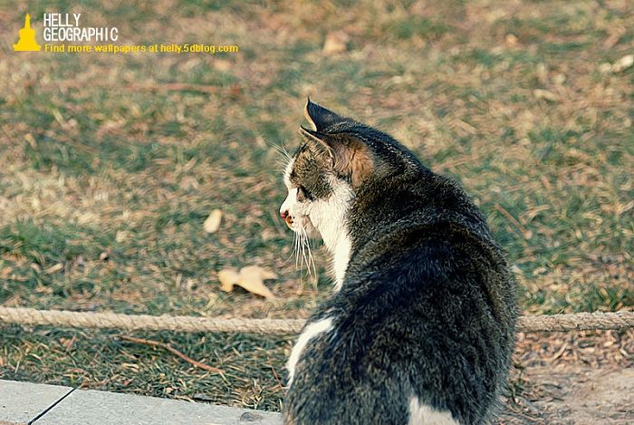 (转)北京北海贼漂亮的流浪猫群