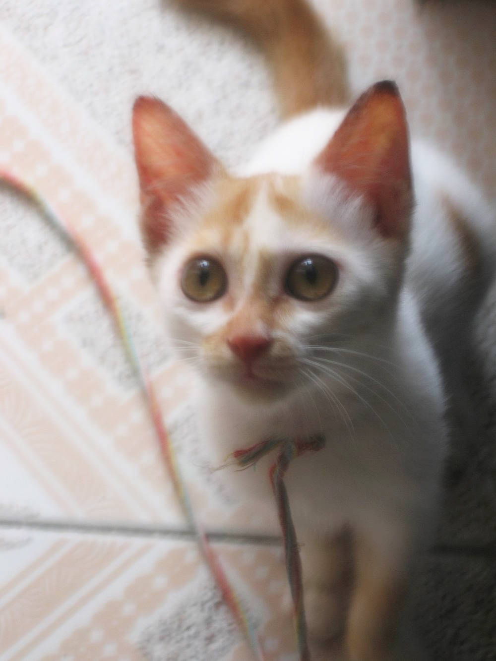 如果你也正在找黄白相间的小猫领养,请考虑一下我吧!