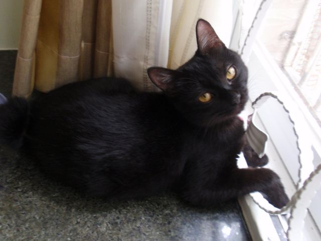 论坛 69 =猫友分享版= 69 『我家有猫咪』 69 [贴图]黑猫大本营
