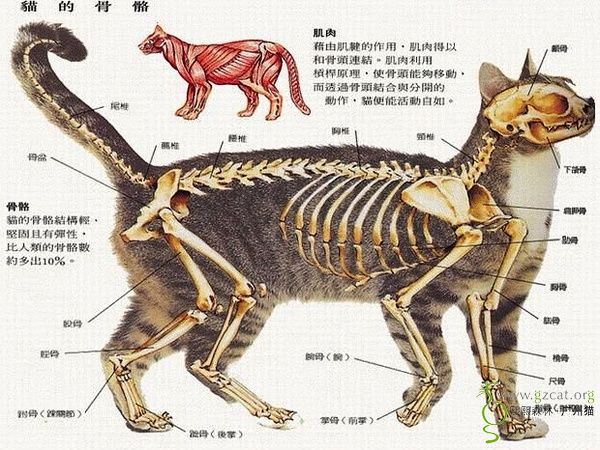 【知识共享】猫咪身体结构图(多图)一起来学习下!