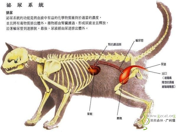 知识共享猫咪身体结构图多图一起来学习下