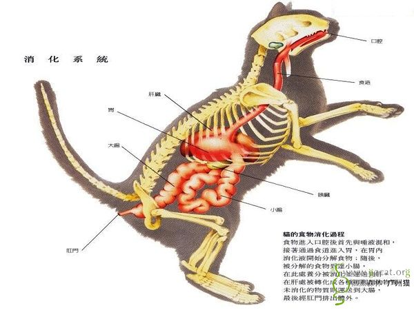 知识共享猫咪身体结构图多图一起来学习下