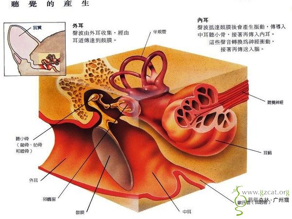 知识共享猫咪身体结构图多图一起来学习下