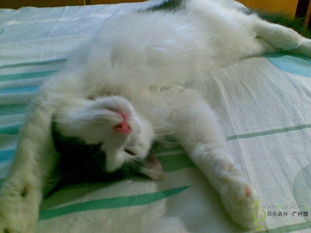小懒猫芝士