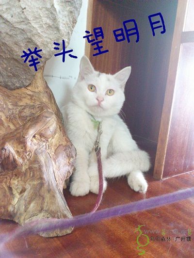 包包脸,雪中送炭喵sugie觅良主来了(11月9日上新照 视频!
