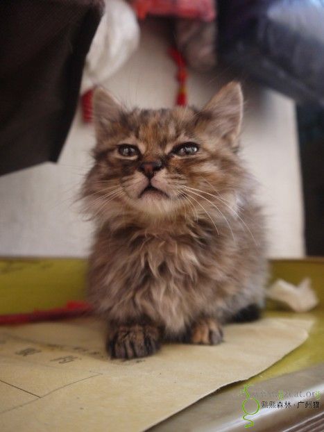 【【【【中长毛小玳瑁串缅因求领养】】】】