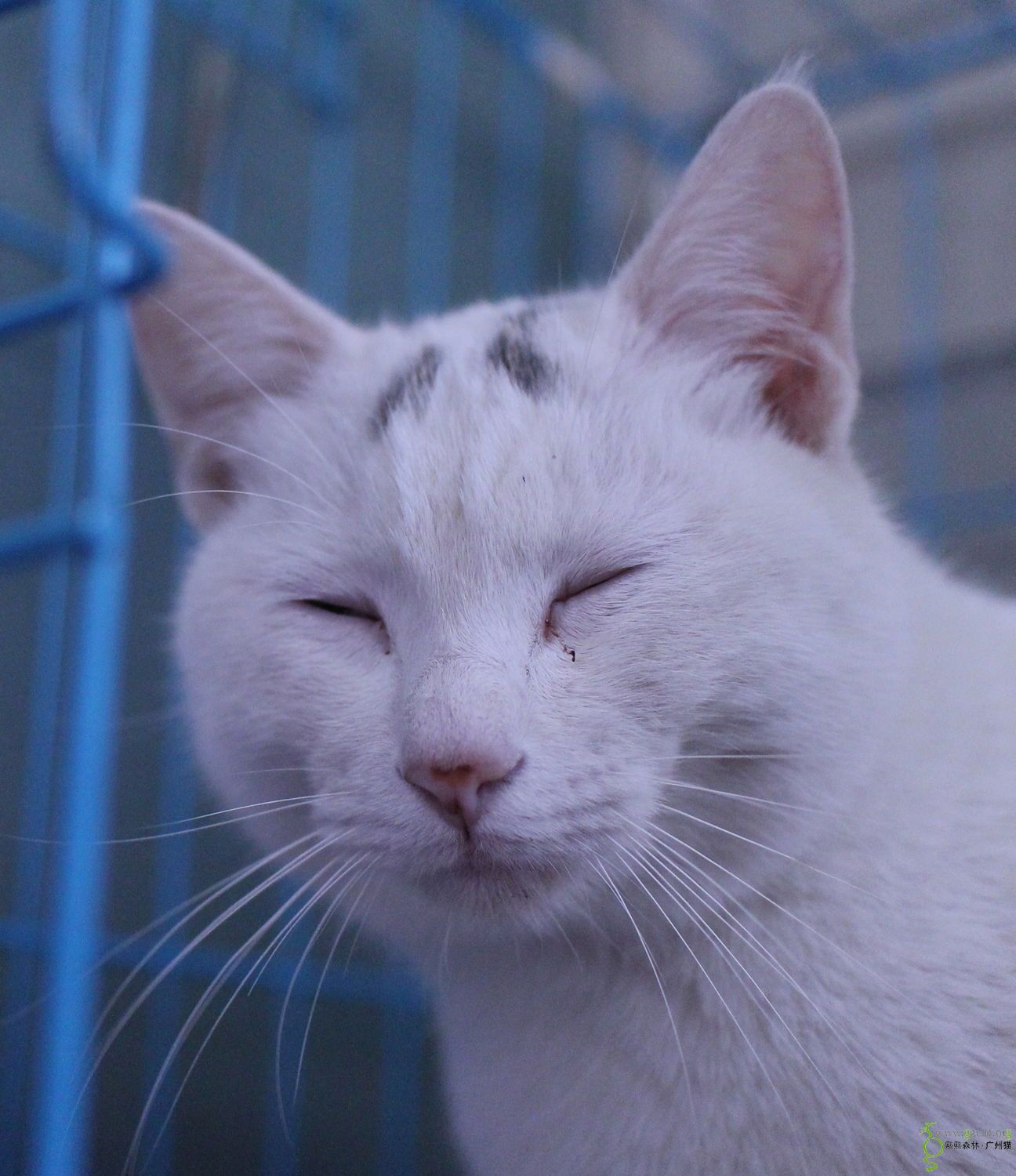 不囧的囧猫要找家