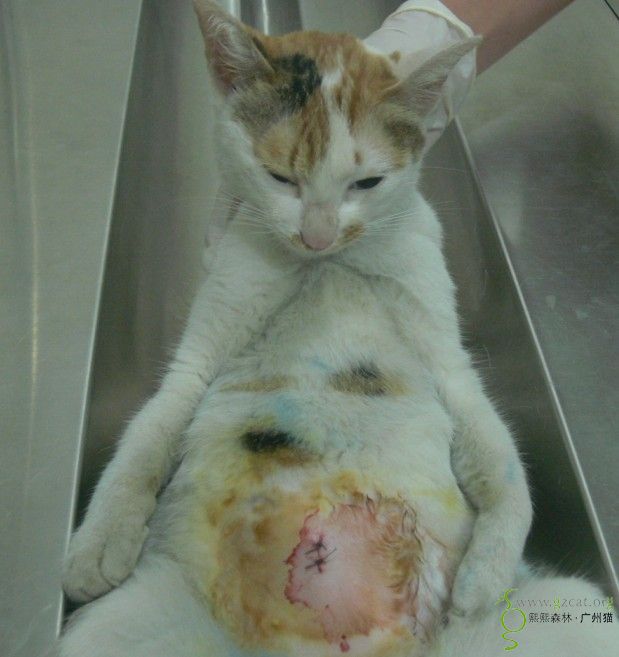 2013.3.3代明姨申请三花白母猫绝育费用的报销(已转账,请确认)