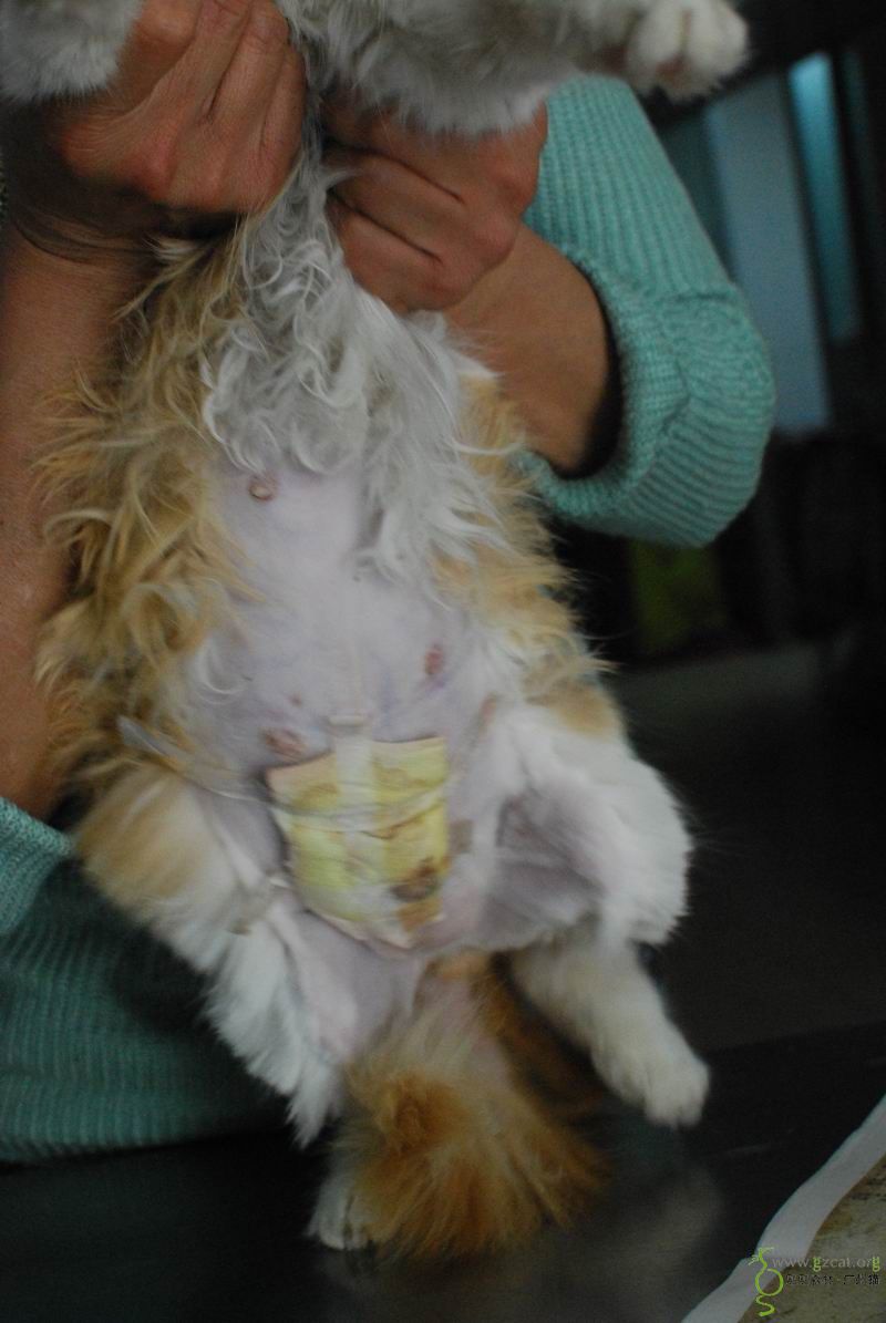 代梁佩莲申请童心南停车场难产母猫手术及绝育费(已转账,请确认)