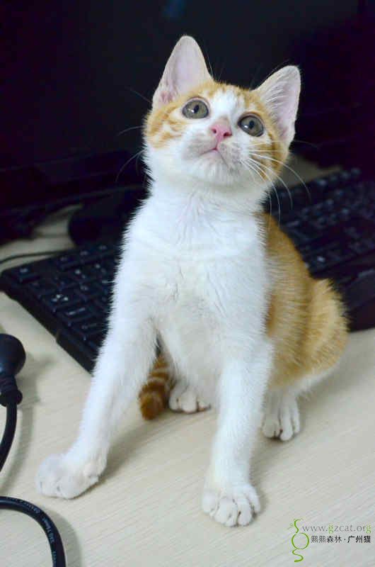 黄白小男猫小机灵求家