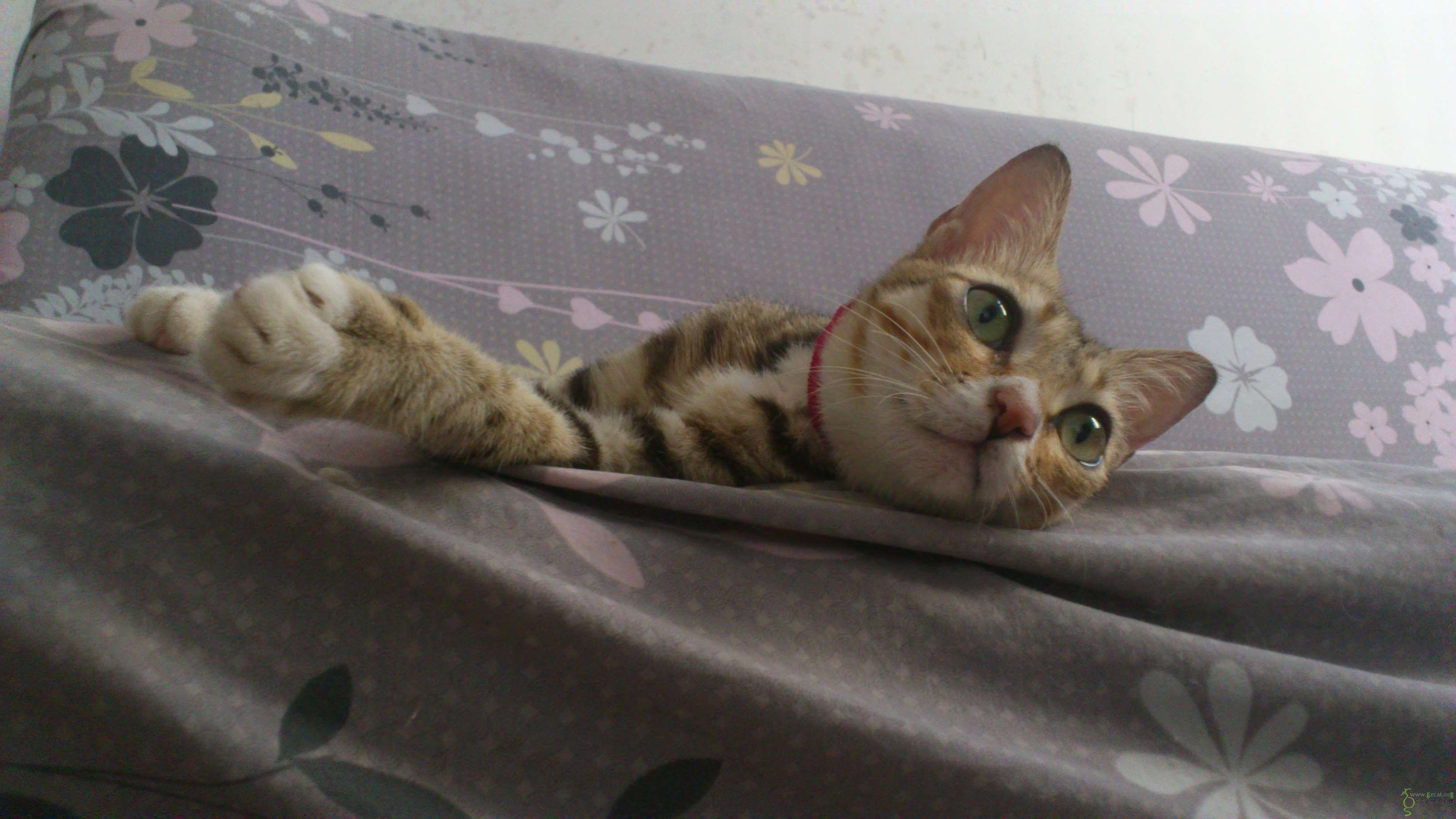 浅色虎纹狸花猫白围脖美貌喵寻领养