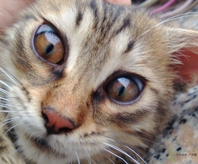 猫眼睛上有一小块白色的膜一样的东西.怎么办?