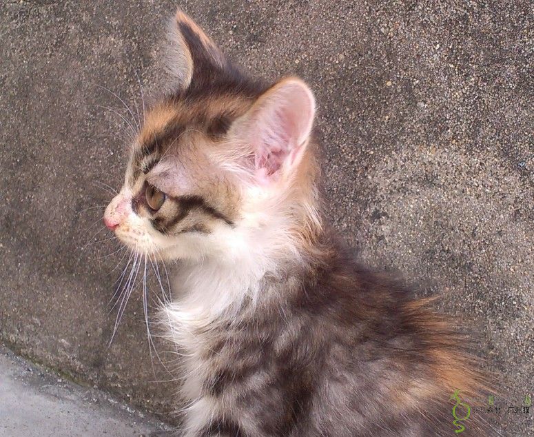 天台溜猫:为了小奶们的健康,我陪它们上天台晒太阳