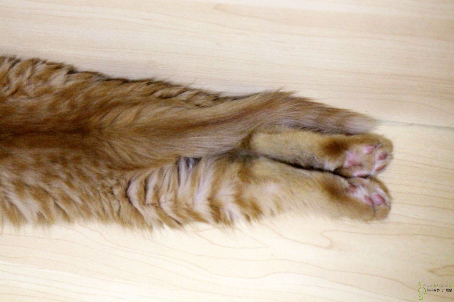 『我家有猫咪』 - 熙熙森林·广州猫 - powered by discuz!