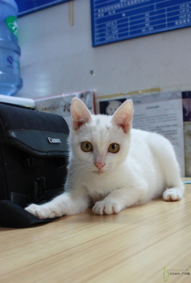 金色眼睛的漂亮三喵求包养(有灰色梨花白,三花玳瑁和雪白雪白的任君