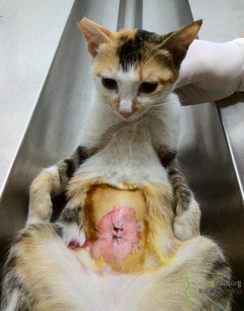 2013.12.16代张姨申请三花白流浪母猫绝育费的报销(请确认到账情况)