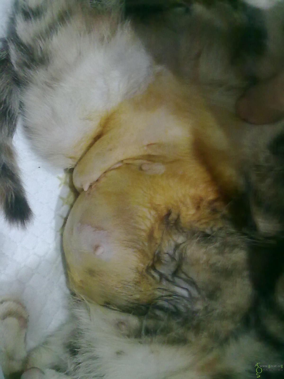 花色狸花怀孕母猫 绝育费(齐,请lz提供账号)