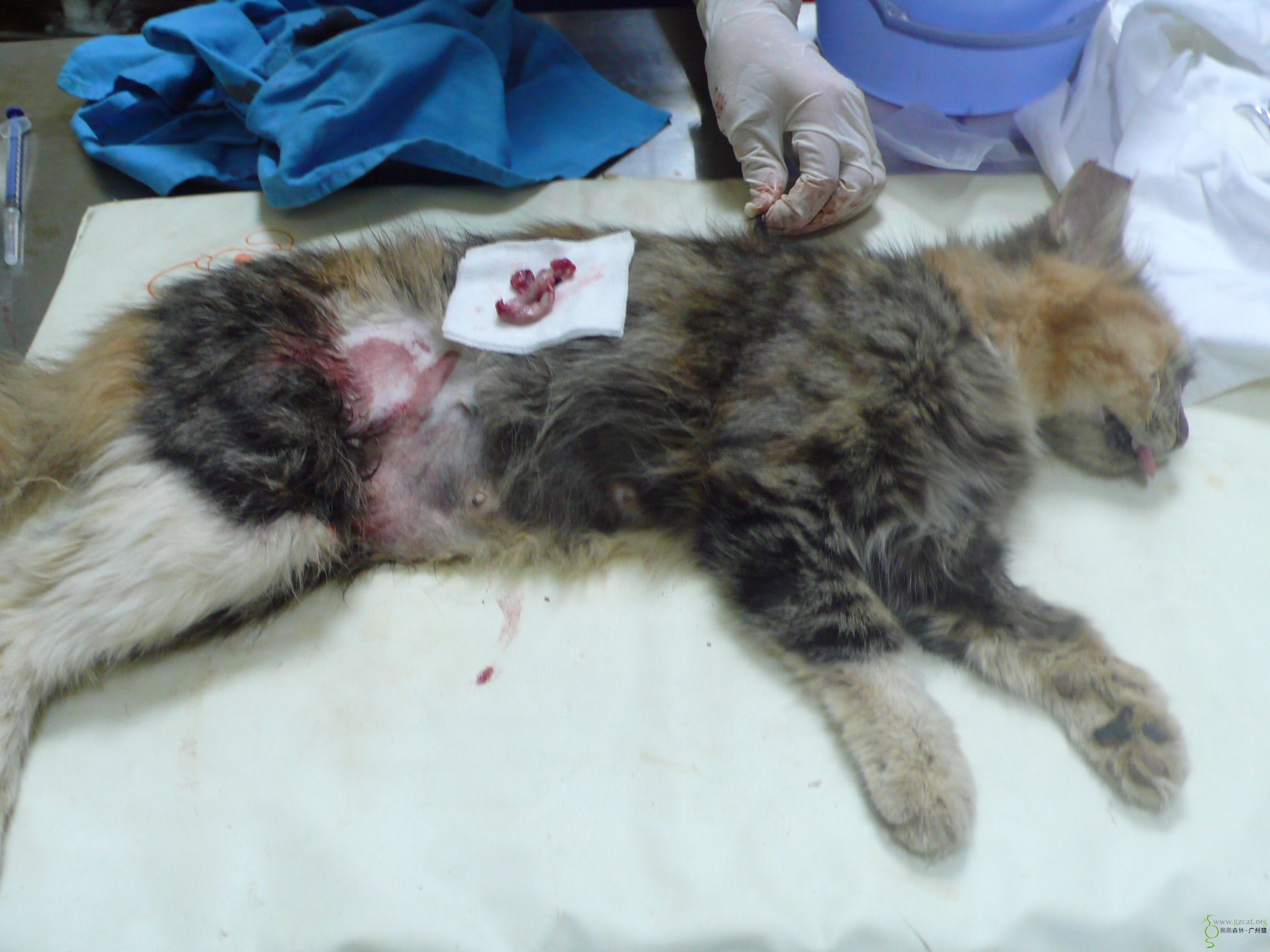 海富花园5月份绝育报销(齐)