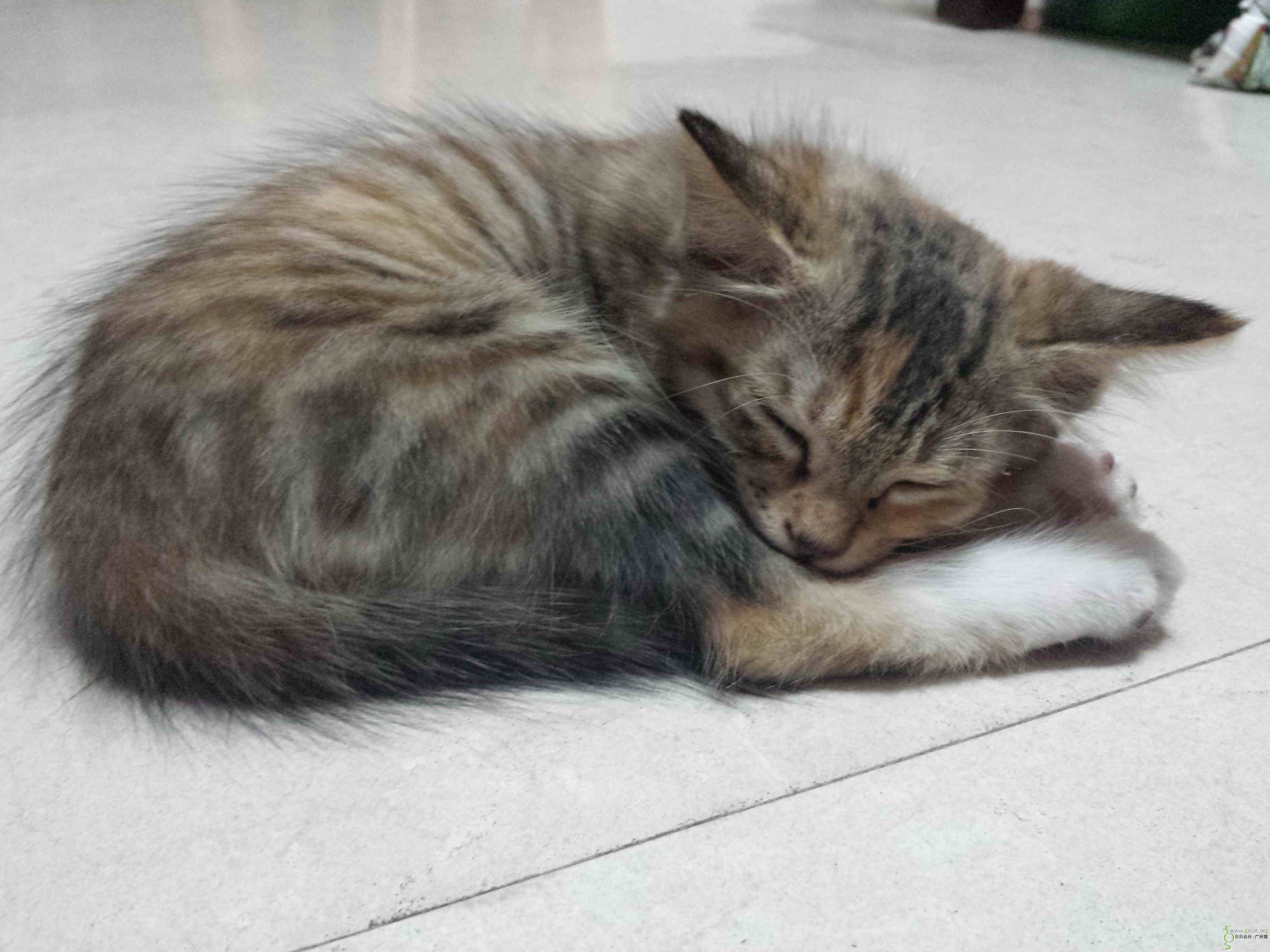 小猫睡觉的姿势图片
