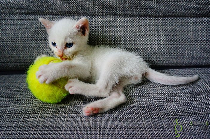 温柔可爱白毛蓝眼小王子待领养