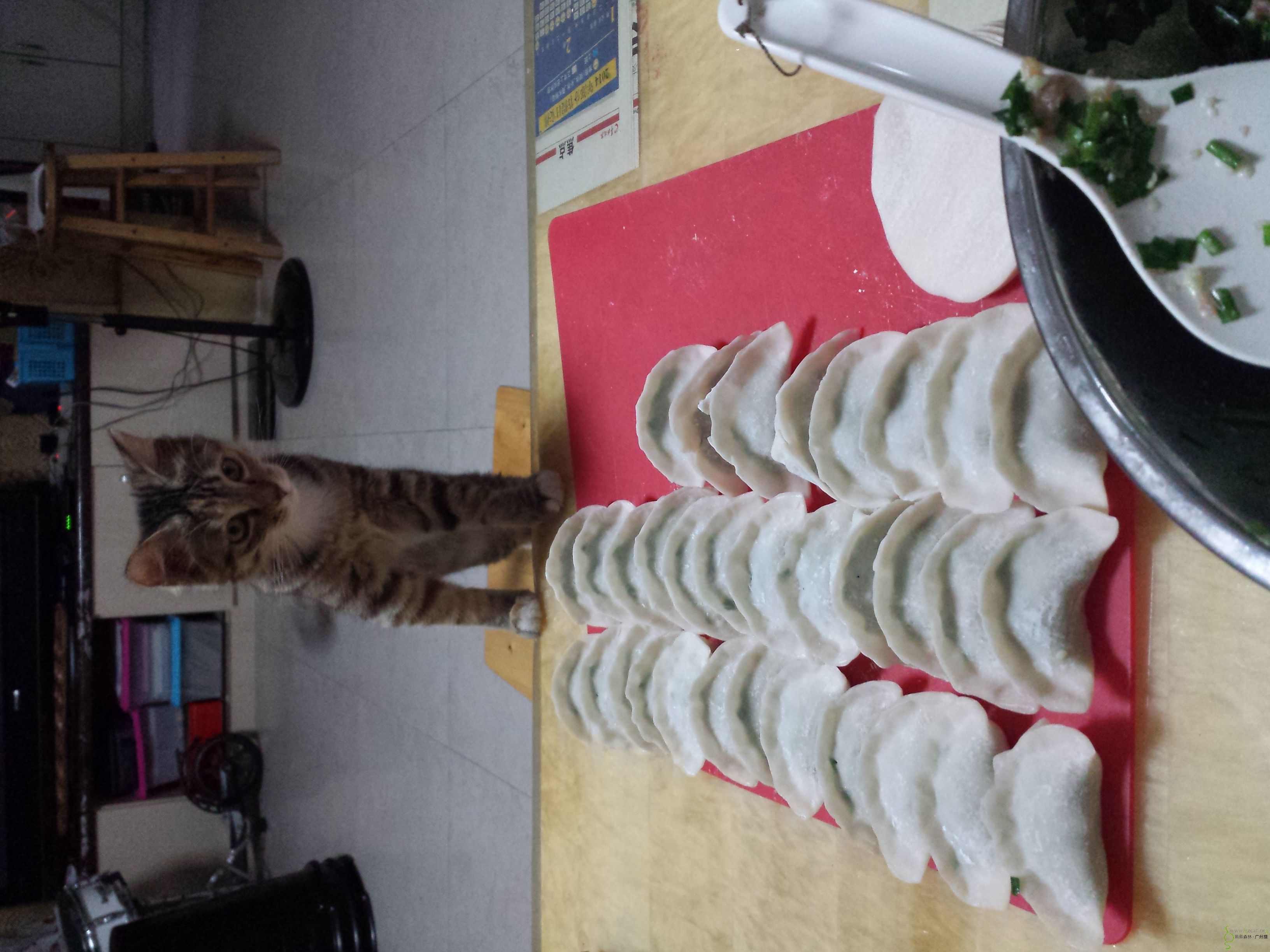 等着吃饺子的猫