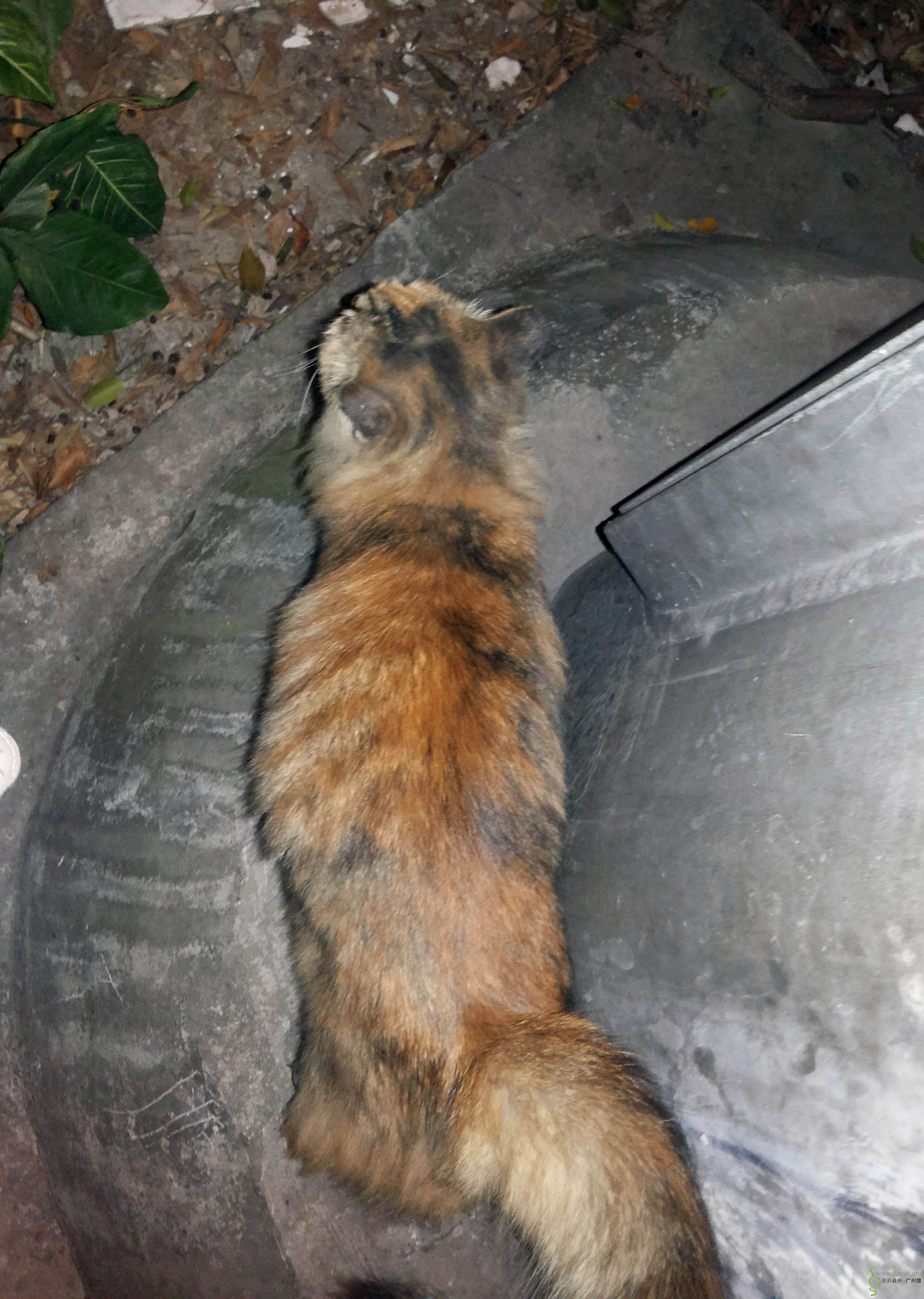 长毛 松鼠尾 - 『流浪猫领养』 - 熙熙森林·广州猫 - powered by