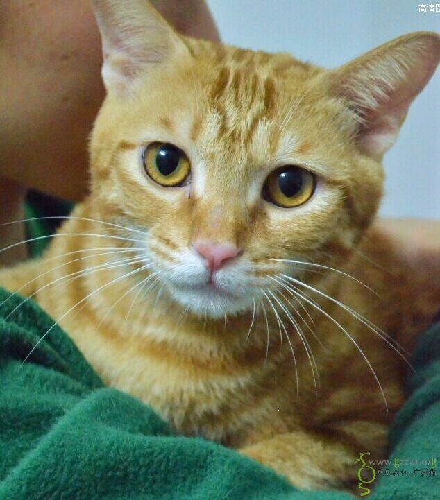 【已领养请锁帖】温顺亲人黄色大圈圈斑纹猫找金主