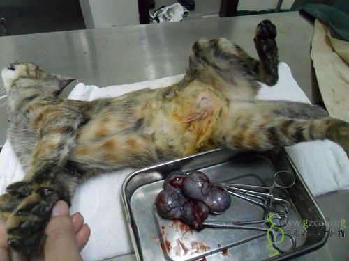 2014-12-5流浪花狸母猫绝育费(已收到)