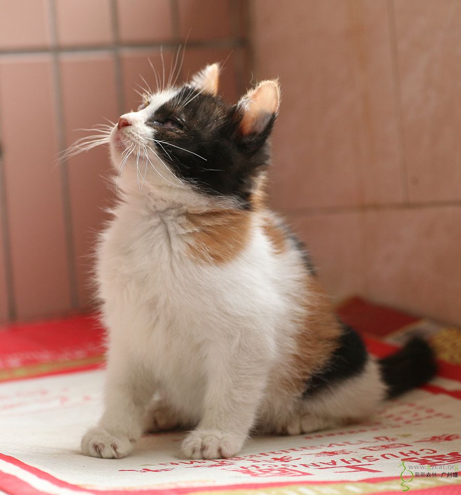 二个月大的小猫咪找家罗 - 『流浪猫领养』 - 熙熙森林·广州猫