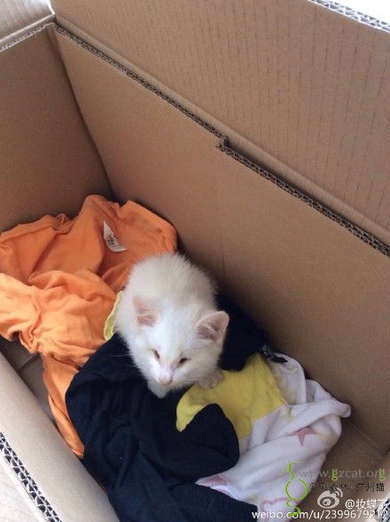 从天而降的小天使求救助