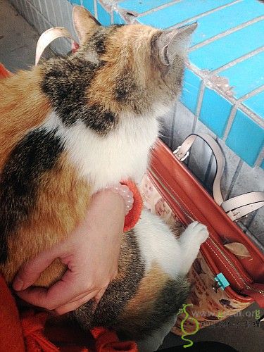 天河区 一只圆头圆脑短身黏人花花猫求包养