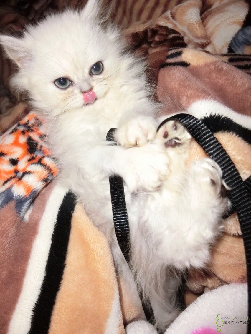 越秀区寺右大街共和村杨箕村走丢一只金吉拉白色长毛猫.