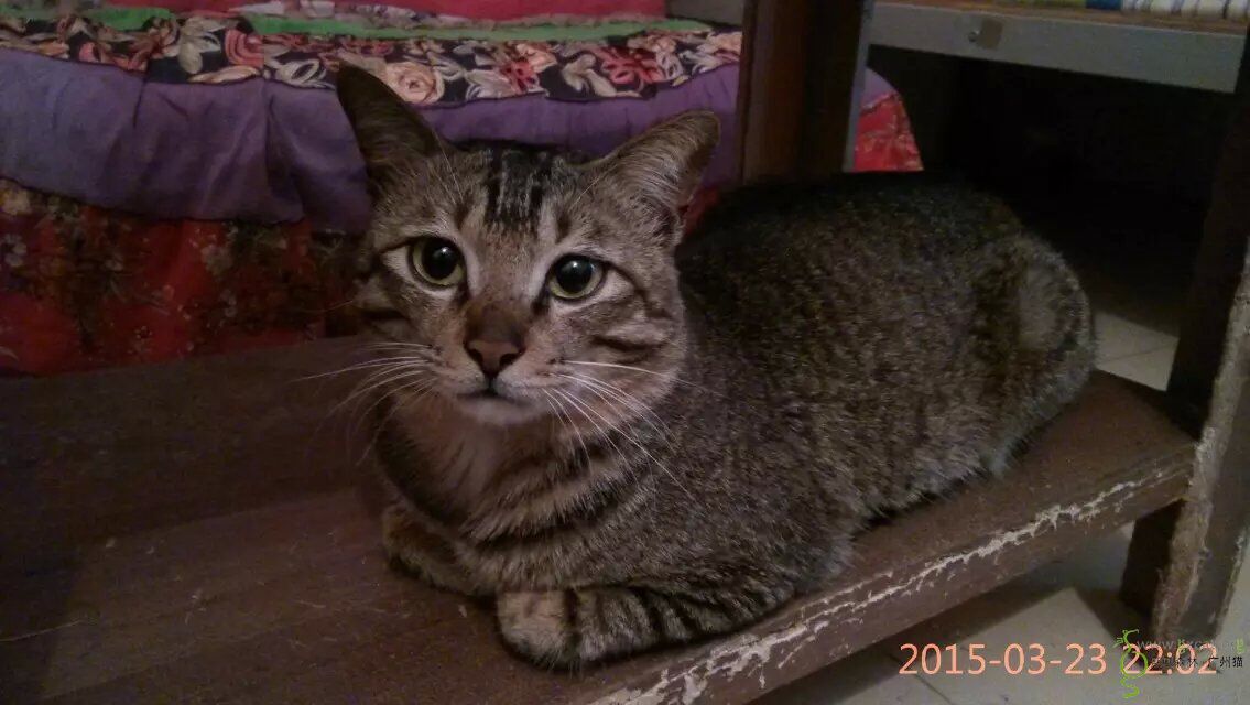 亲人活泼灰狸帅哥来找长期饭票啦