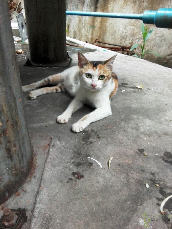 流浪猫绝育手术申请