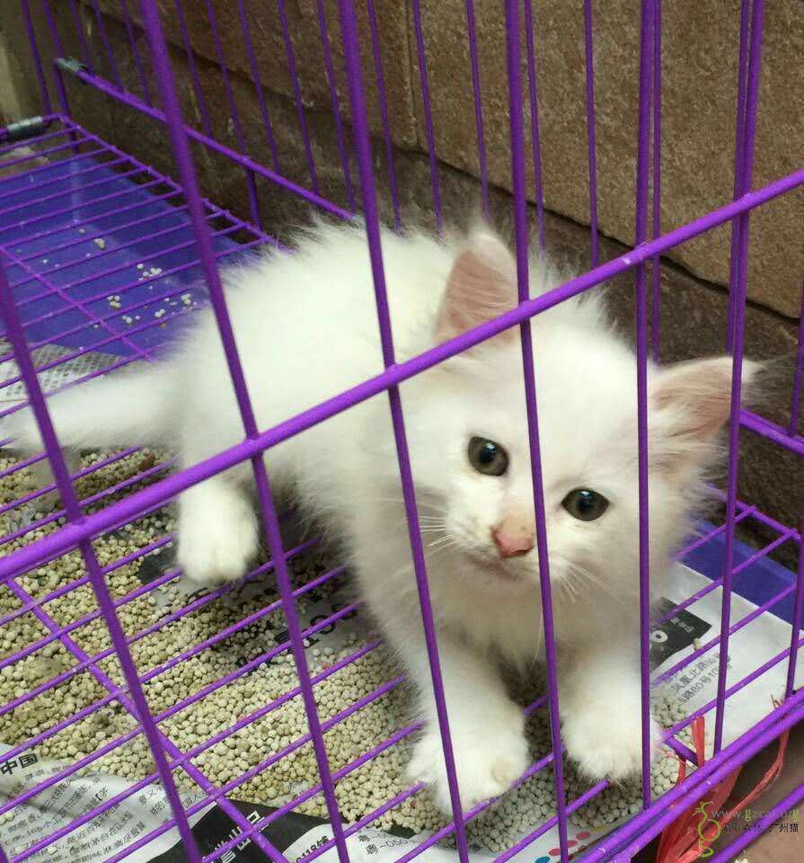 一个多两个月长毛小白猫