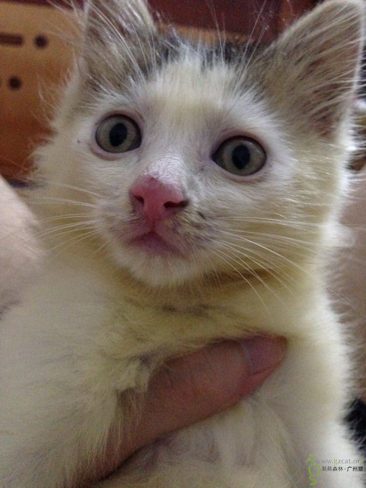 略丑略丑的小公猫三花求领养