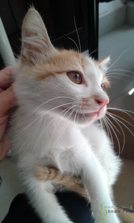 温驯黄白小公猫找领养(已领养)