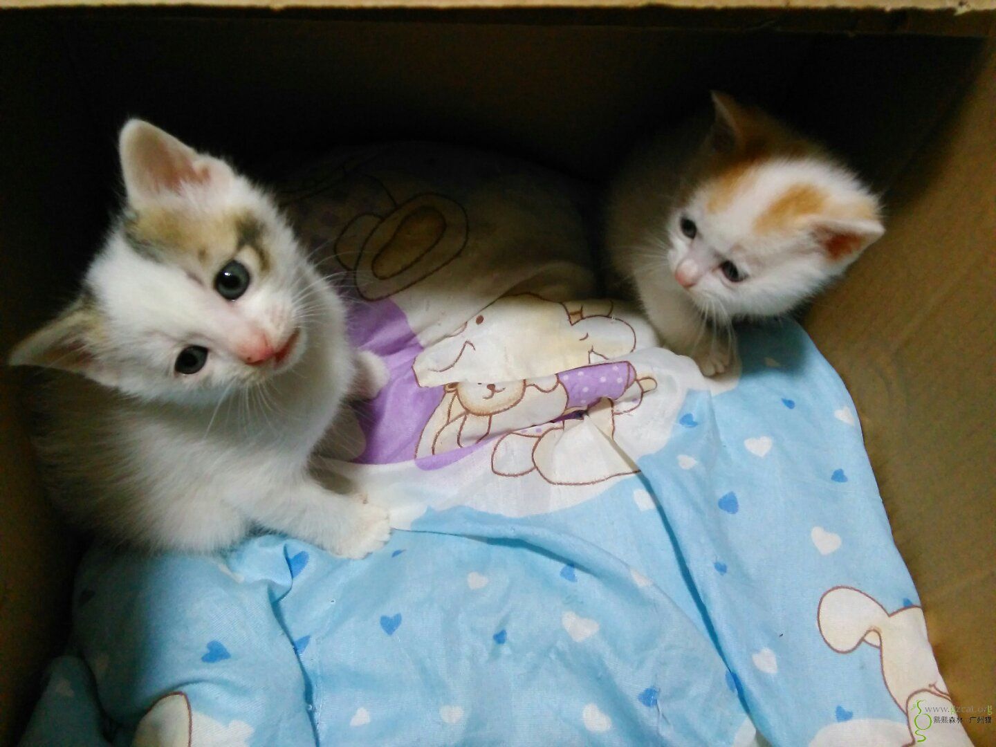 两只1月左右靓靓白花猫找领养!