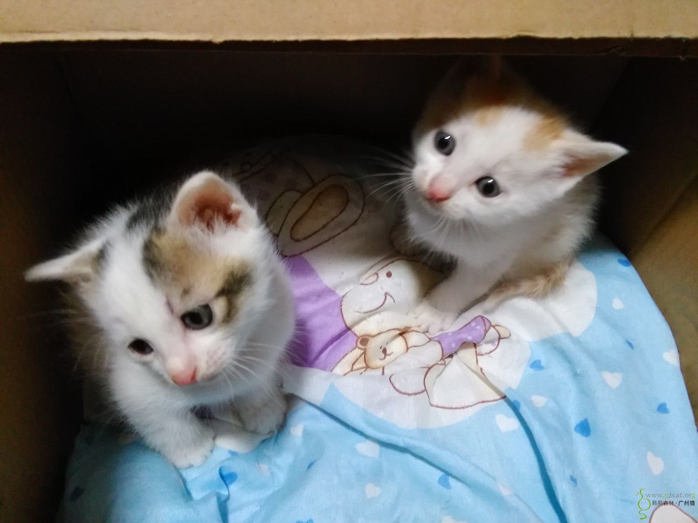 两只1月左右靓靓白花猫找领养!